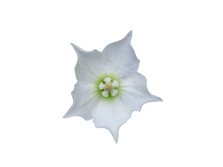 Close up Vallaris glabra Flower