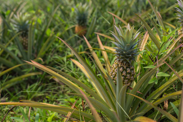 Pineapple tropical fruit growing in garden. space for texture