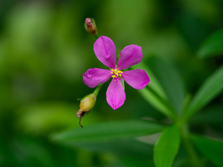 Close up of Talinum paniculatum