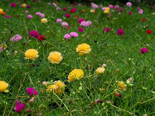 Portulaca flower in garden.