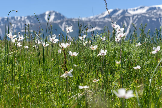 flowers white mountains meadow summer
