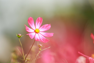 コスモス