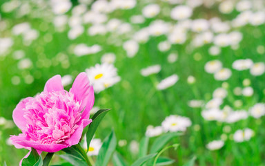 Fototapeta premium pink peony in the garden