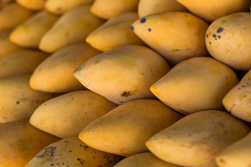Fresh colorful tropical mangoes on display at outdoor farmers market