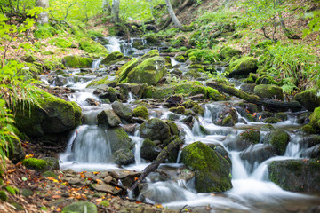 Fototapeta premium Stream in a mountain forest.