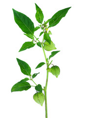 Physalis minima plant