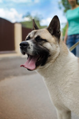 dog breed Akita inu on a walk outside the city