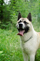 dog breed Akita inu on a walk