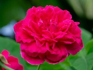 Dark pink of Damask Rose flower.