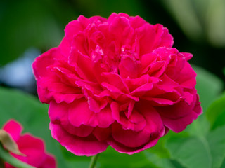 Obraz premium Dark pink of Damask Rose flower.