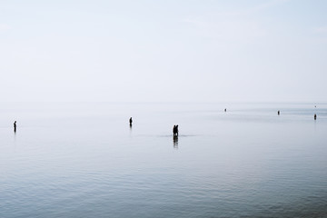 Naklejka premium group of people walking and wading through shallow water at German north sea coast during ebb tide, backlit silhouettes