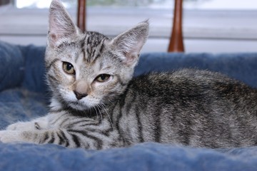 GRAY AND WHITE TABBY KITTEN