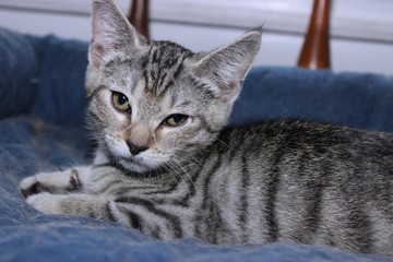 GRAY AND WHITE TABBY KITTEN