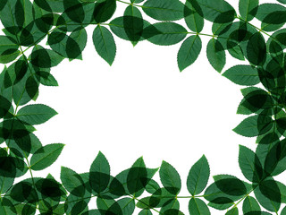 Naklejka premium Close up green leaf of rose tree.