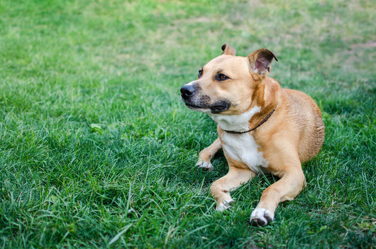 Portrait of a staford breed dog lying in the grass and looking.