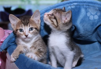 BROWN AND WHITE ABBY KITTEN