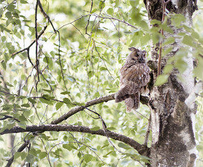 young eared owl on a tree branch