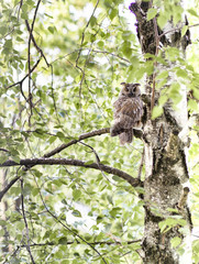 young eared owl on a tree branch