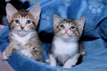 BROWN AND WHITE ABBY KITTEN