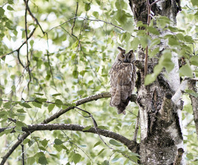 young eared owl on a tree branch