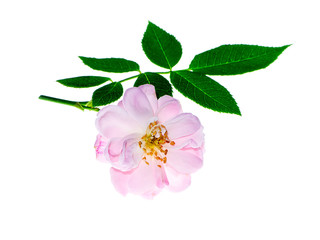 pink of Damask Rose flower.