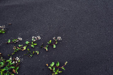 green plant growing on sand