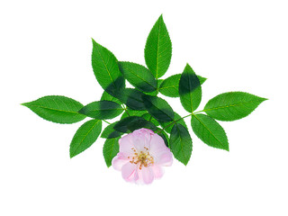 pink of Damask Rose flower.