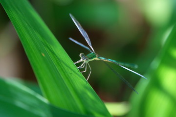 オオアオイトトンボ
