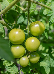 tomatenstaude seitenansicht