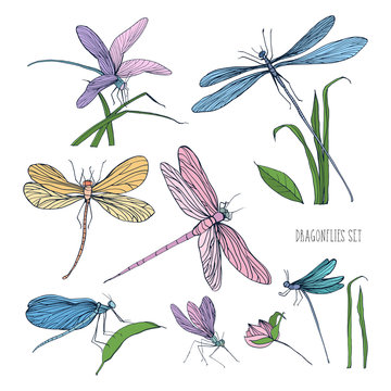 Collection of beautiful colorful dragonflies isolated on white background. Gorgeous winged insects flying and sitting on grass blades. Hand drawn vector illustration in elegant vintage style.