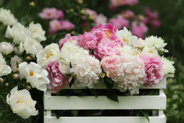 White and  pink peonies in a white wooden box. Peonies in the spring garden.