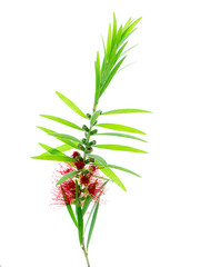 Fototapeta premium Weeping Bottle Brush tree