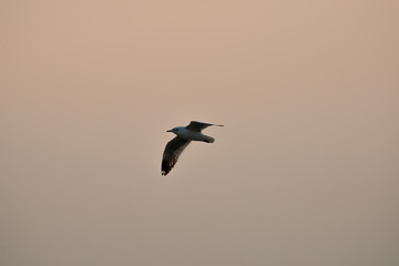 flying seagull with sunset sky backgrounds