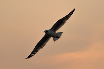 flying seagull with sunset sky backgrounds