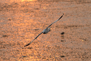 flying seagull with sunset sky backgrounds