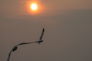 Fototapeta na wymiar flying seagull with sunset sky backgrounds