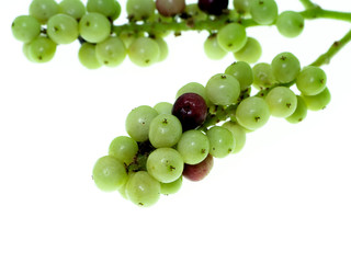 Antidesma ghaesembilla Gaertn