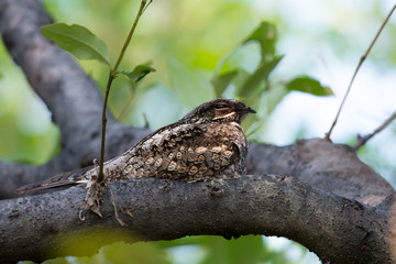 Grey Nightjar sitting on the tree in mangroves forest