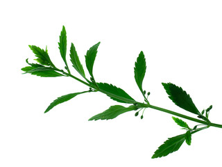 Macao Tea, Sweet Broomweed.