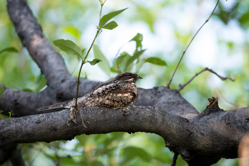 Grey Nightjar sitting on the tree in mangroves forest