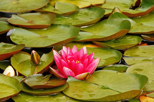 Fototapeta Beautiful flowering water lilies in a pond