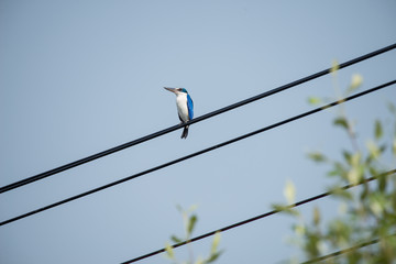 Collared kingfisher standing on electric line