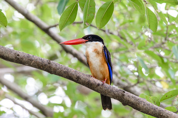 black-capped kingfisher is a tree kingfisher which is widely distributed in tropical Asia from India east to China, Korea and Southeast Asia