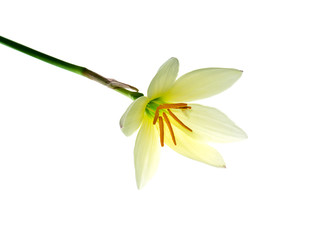 Beautiful rain lily flower