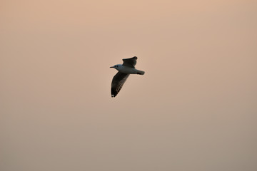 flying seagull with sunset sky backgrounds