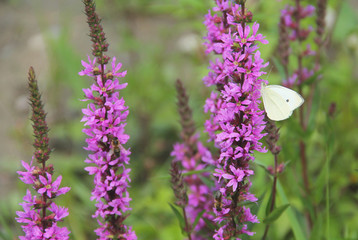garden white butterfly (Pieris) feeding itself on blooming purple loosestrife
