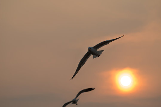 flying seagull with sunset sky backgrounds
