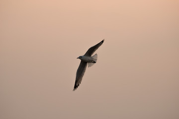 flying seagull with sunset sky backgrounds