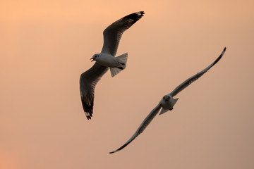 flying seagull with sunset sky backgrounds