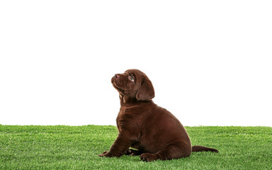 Chocolate Labrador Retriever puppy on green grass against white background